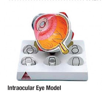 Intraocular Eye Model